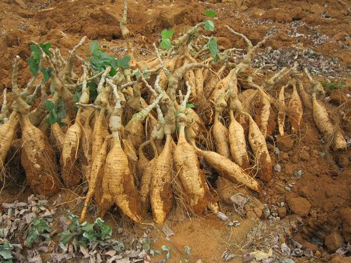 Kudzu Root